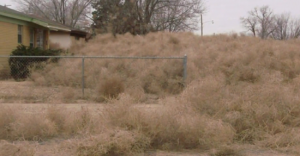 A home in Roswell, New Mexico buried under tons of tumbleweeds